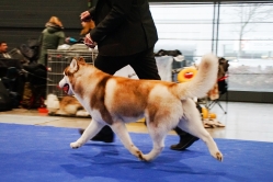 Shelby CACIB Brno 24.01.2026